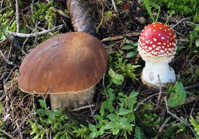 Schimmelpilze unter dem Mikroskop