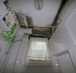 Mikroskopische Aufnahme eines Schimmelpilzes